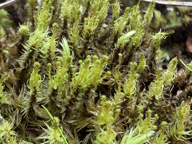 Aulacomnium palustre